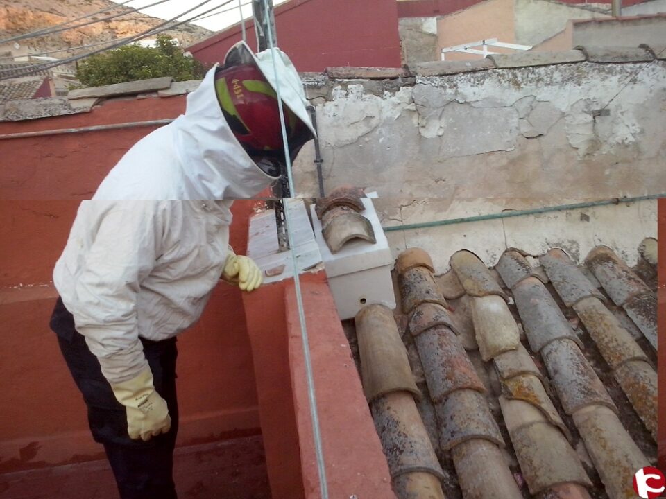 Control de una colmena de abejas en una vivienda del casco antiguo