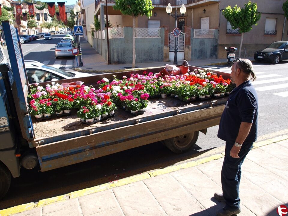 El Ayuntamiento promueve el embellecimiento del casco antiguo de Ibi repartiendo flores a vecinos y comercios