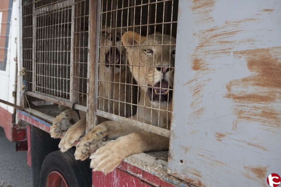 Histórica entrega de animales salvajes procedentes de un circo español