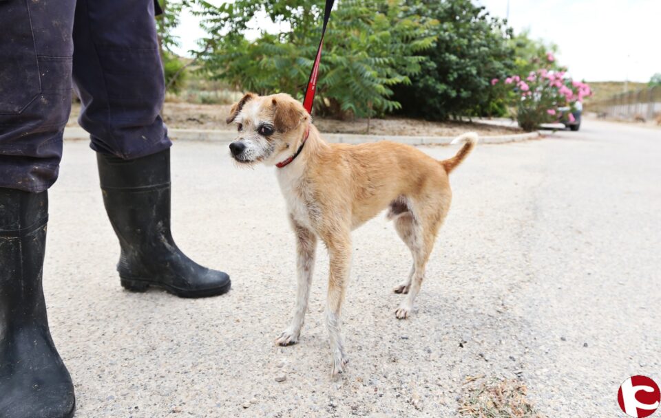 Policía Local y Bomberos rescatan a un perro atrapado en un pozo de 4 metros