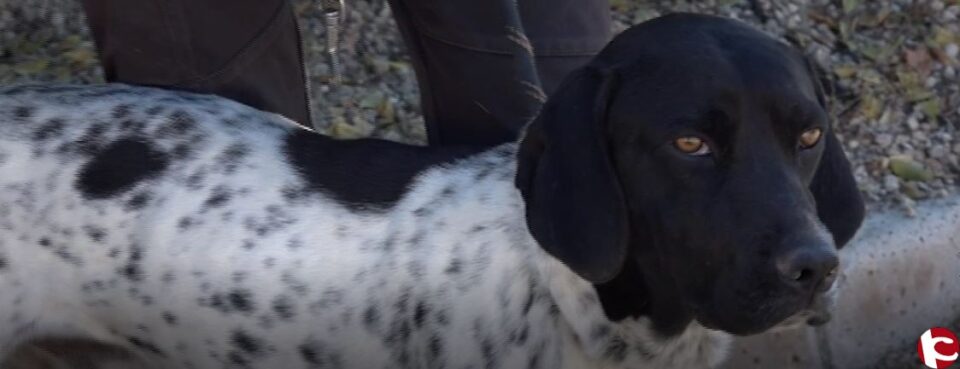 Hoy en "Adopta un animal"