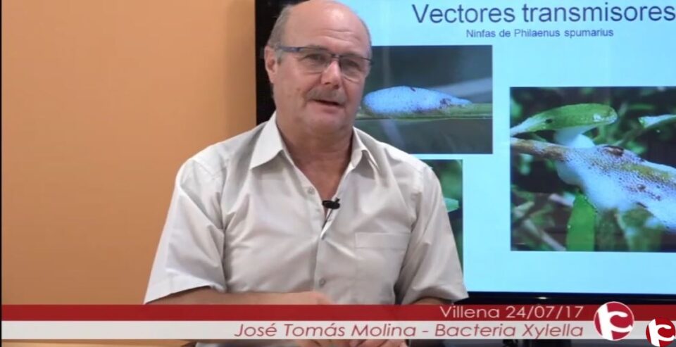 Entrevista con José Tomás Molina con motivo del problema de la "Xylella fastidiosa"