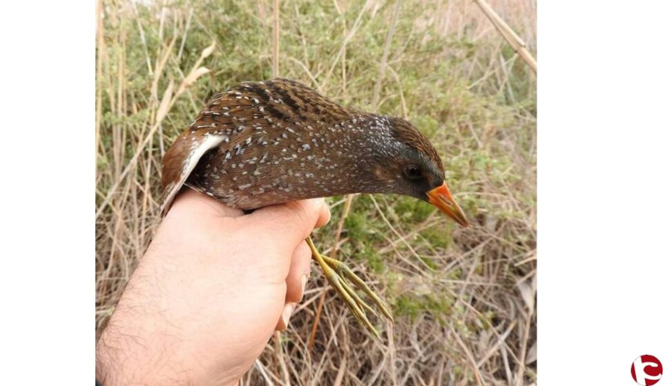 El Ayuntamiento apoya económicamente a la asociación "carduelis" para proteger población de aves y su sensibilización