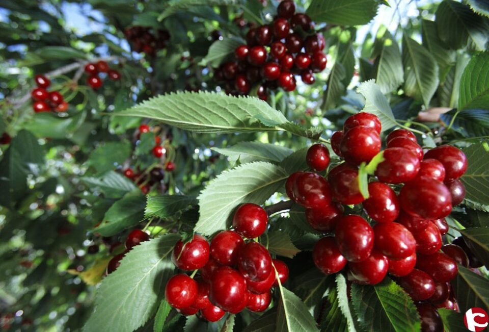 Exposición del Concurso de productos del campo