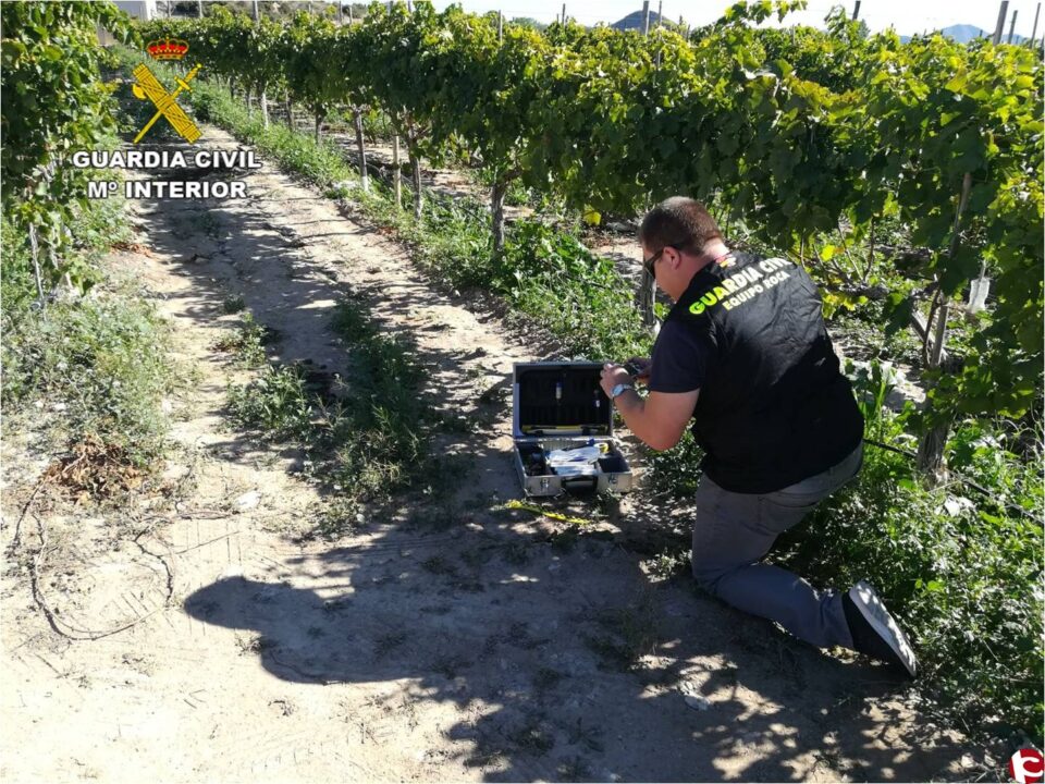 La Guardia Civil detiene a 4 personas relacionadas con el robo de uva en Monforte del Cid