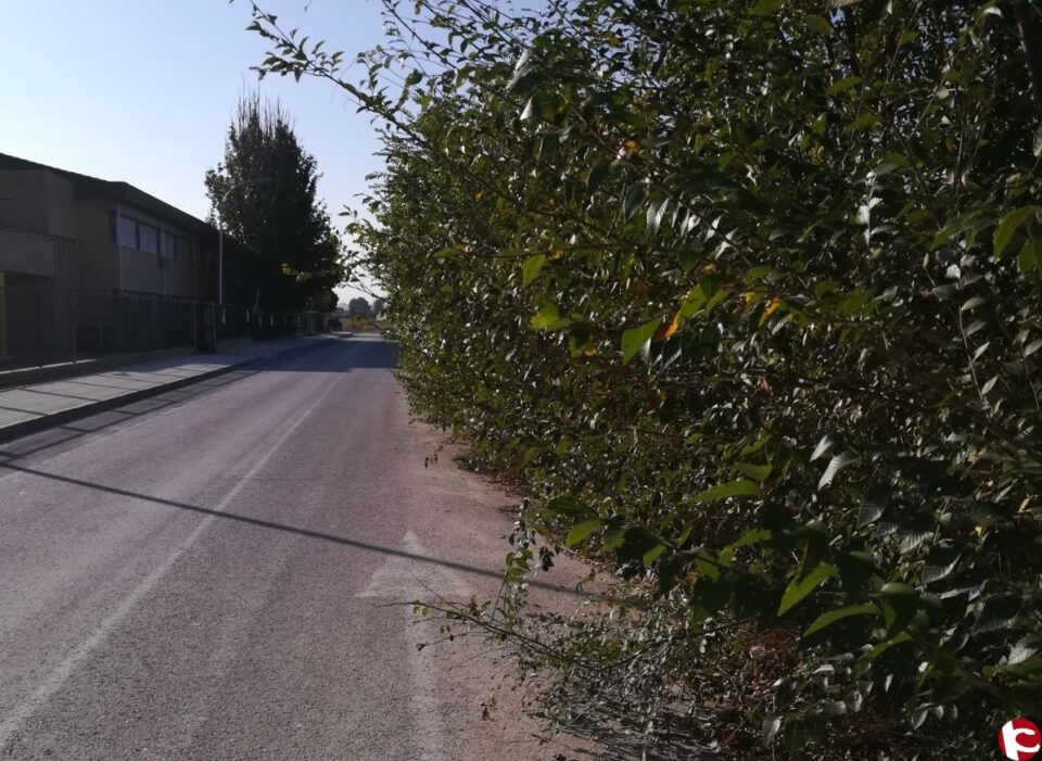 El PSOE solicita retiren las ramas que invaden un carril de la carretera de acceso al Navarro Santafé