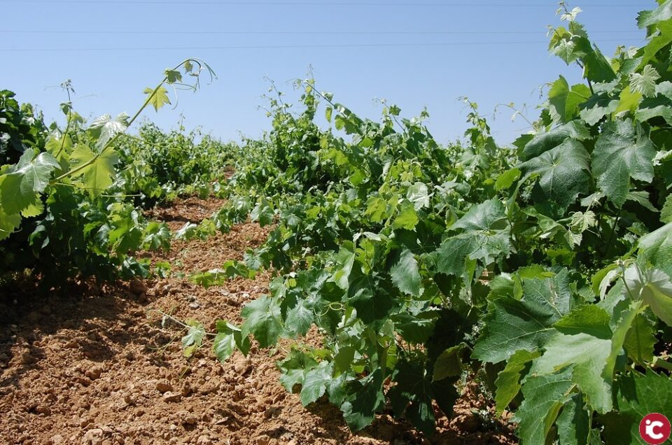 LA UNIÓ denuncia que l'acord europeu sobre la futura PAC podria suposar la pèrdua de més de 138 milions d'euros durant els pròxims set anys al camp valencià