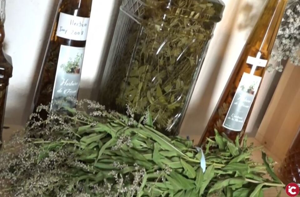Voleu conèixer les plantes que sutilitzen per a fer lherbero?