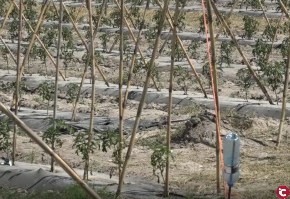 Descubrimos que és un campo de ensayo