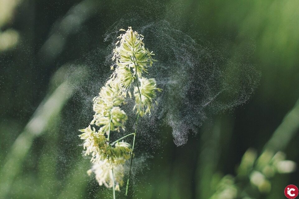 Investigadores de la UPV trabajan en el desarrollo de un sistema de inteligencia artificial para clasificar los pólenes