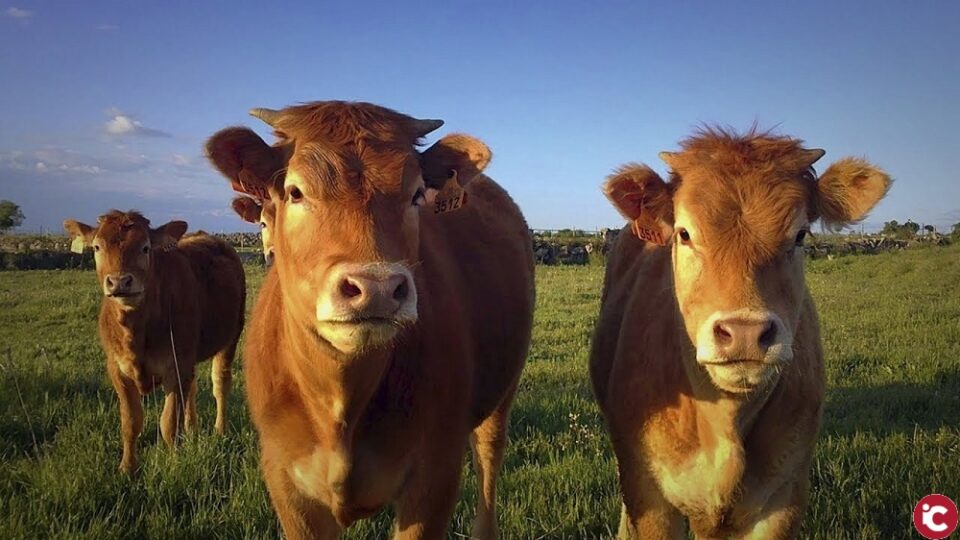 LA UNIÓ posa en evidència que les dades usades pel ministre de Consum contra la ramaderia són manipulats