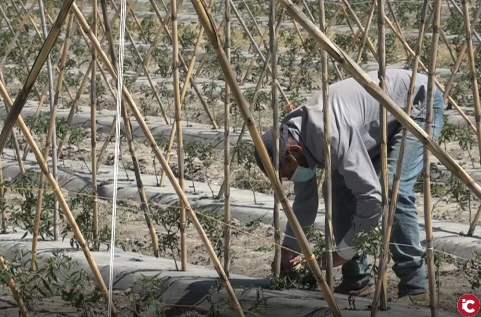 Conocemos el proyecto agrícola de Adrián Taune