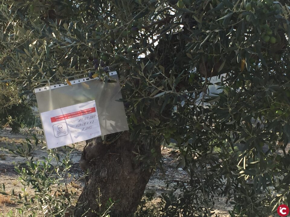 ASAJA Alicante y AXFA denuncian que el aumento de especies forestales infectadas demuestra la inutilidad de la erradicación masiva de almendros