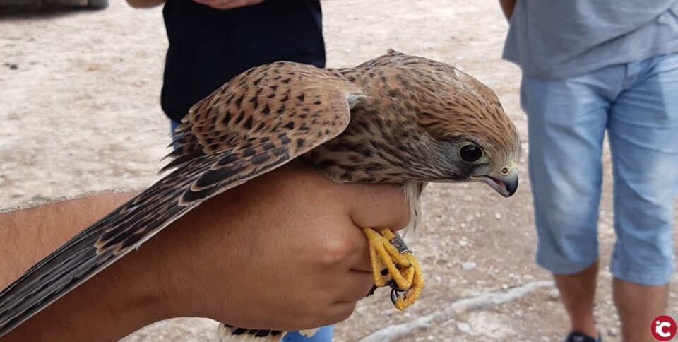 L'Ajuntament d'Alcoi treballa per evitar l'extinció del Xoriguer Petit