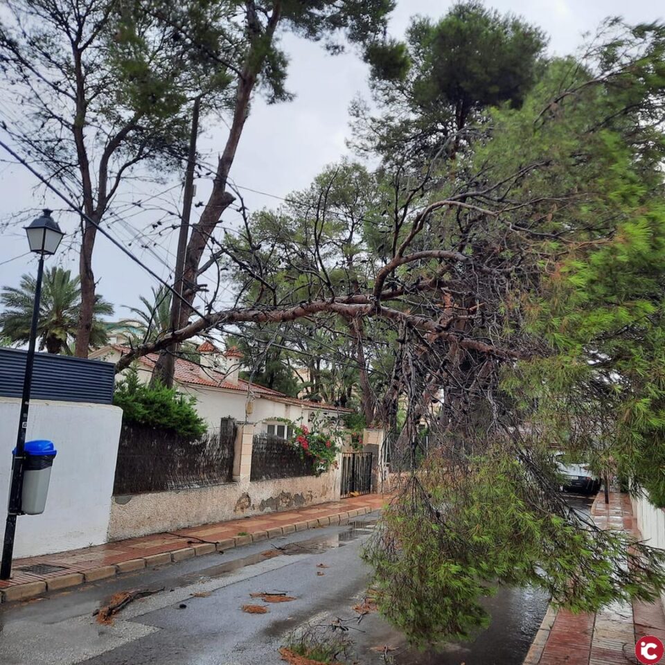 Els bombers intervenen en la caiguda d'un pi al carrer Pontevedra