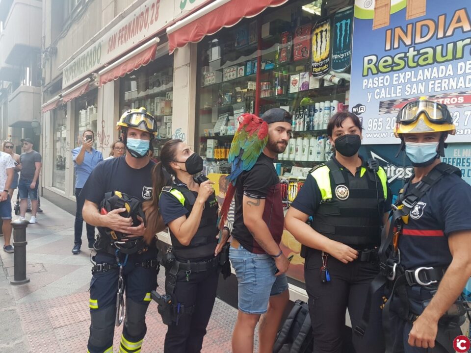 Los Bomberos del SPEIS realizan un peculiar rescate en Alicante de un loro guacamayo con final feliz encaramado en una cornisa tras escaparse de su dueño