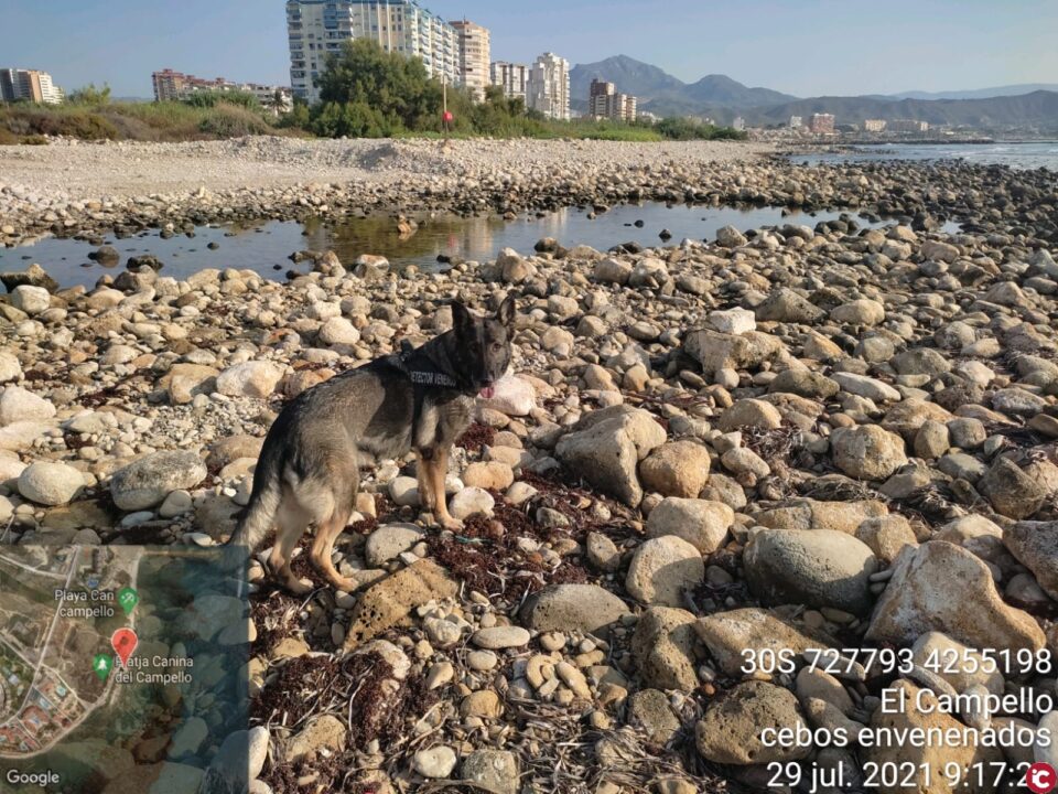 Guardia Civil investiga posibles envenenamientos en una playa canina de El Campello