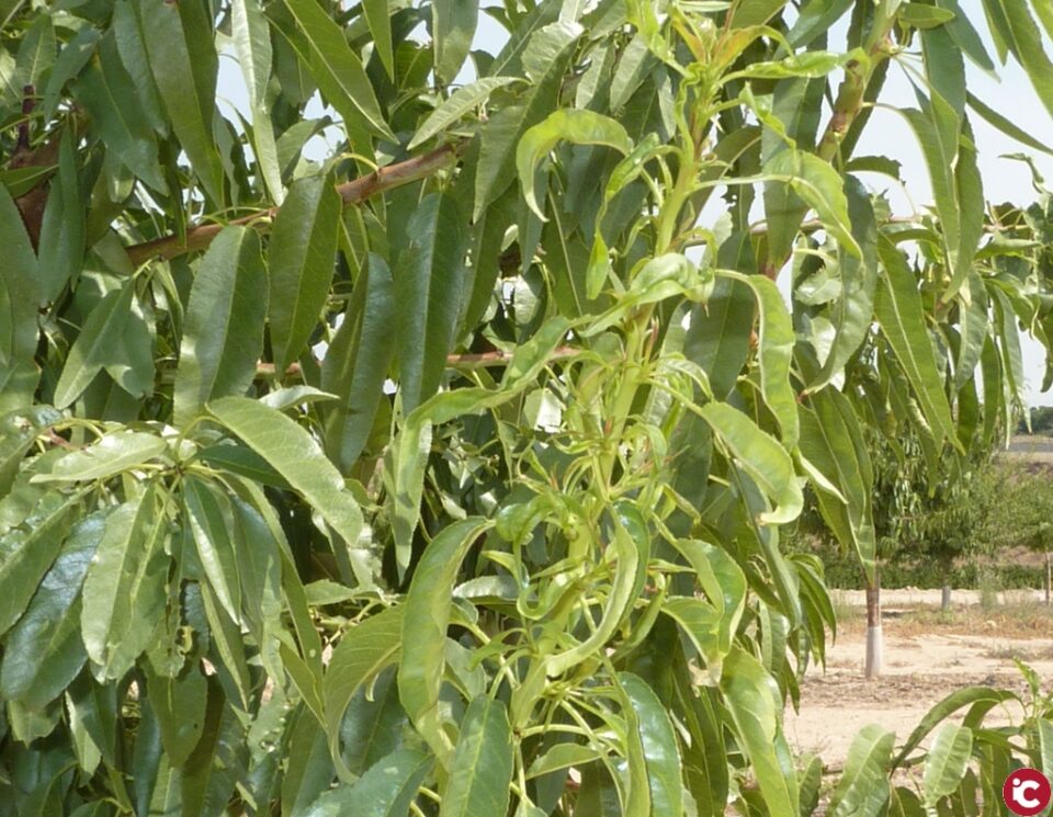 LA UNIÓ de Llauradors alerta sobre la plaga de mosquit verd en el cultiu de l'ametler i l'absència de solucions per al seu tractament