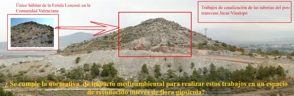 Denuncia del grupo Verde sobre destrucción hábitar Ferula loscosii