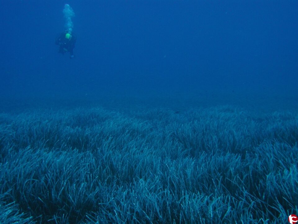 La Universidad de Alicante prueba que las praderas de posidonia recobran vitalidad