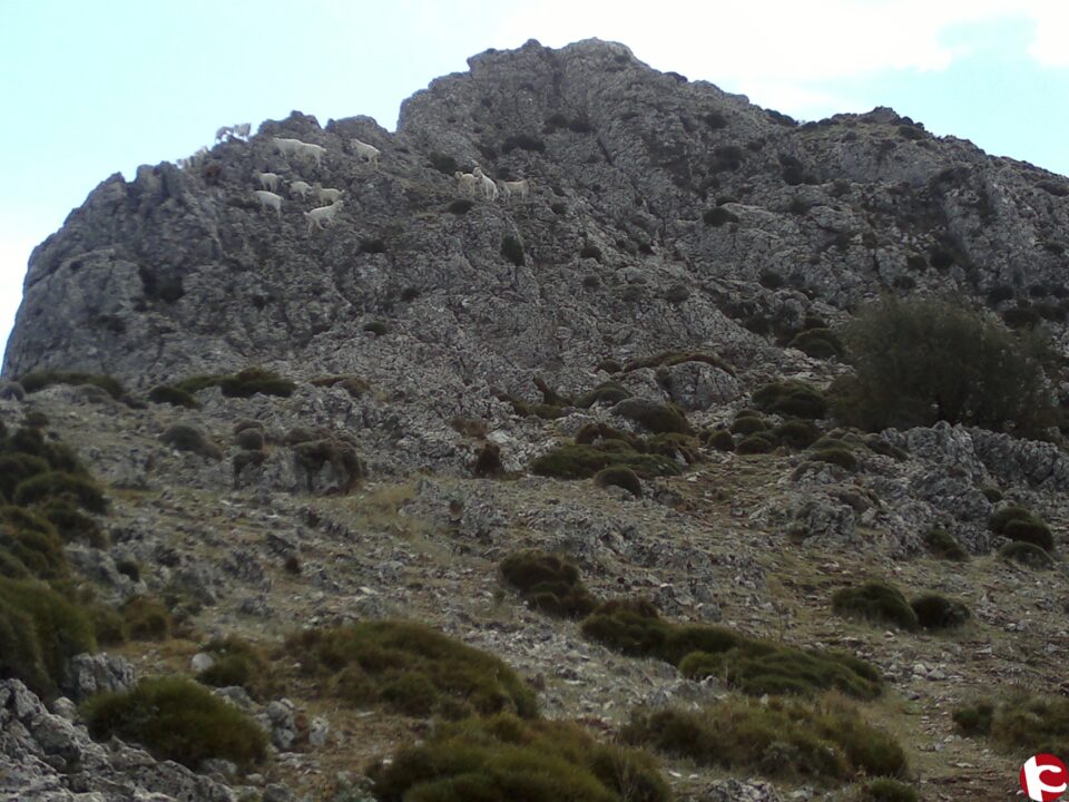 El Centro Excursionista de Villena ha programado para el sábado 26 de noviembre una travesía a la que han llamado "Las Tres Cumbres De La Serrella"