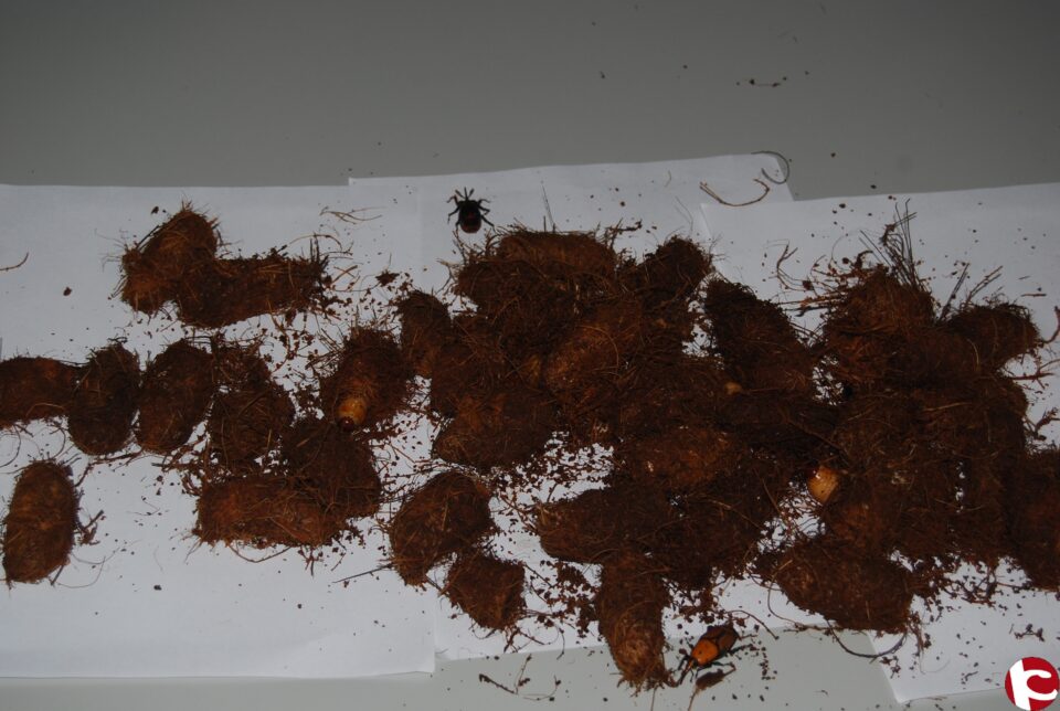 Detectado un brote de picudo rojo en palmeras del Santuario de Las Virtudes