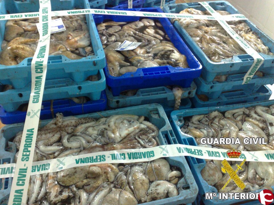 La Guardia Civil intervino 1.850 kilos de pulpo inmaduro que no cumplía la normativa europea