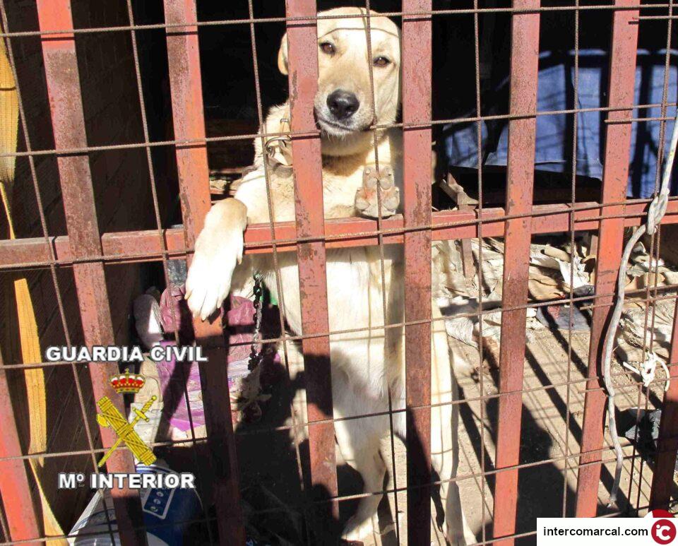 La Guardia Civil imputa a un varón un delito de maltrato de animales