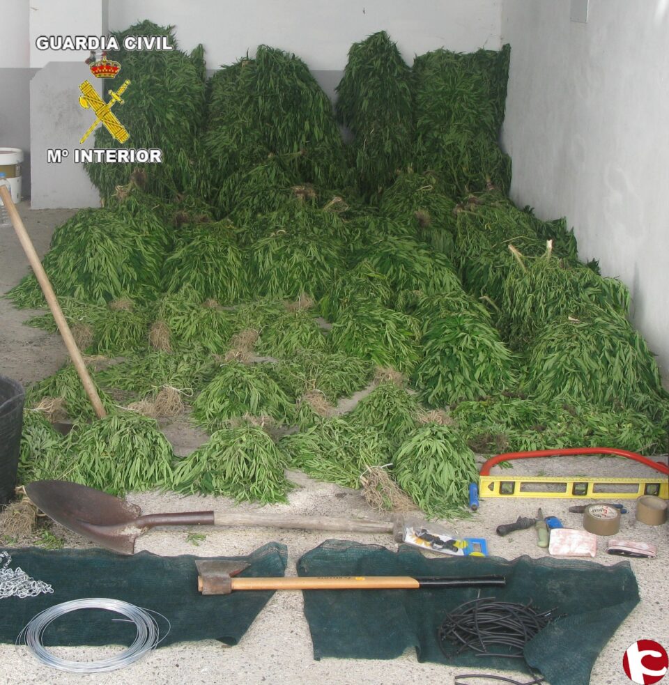 La Guardia Civil desmantela dos plantaciones de marihuana en un paraje de campo de Ibi