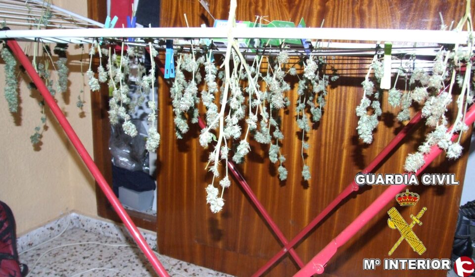 Desmantelado por la Guardia Civil un punto de cultivo y venta de marihuana en un piso de Guardamar del Segura