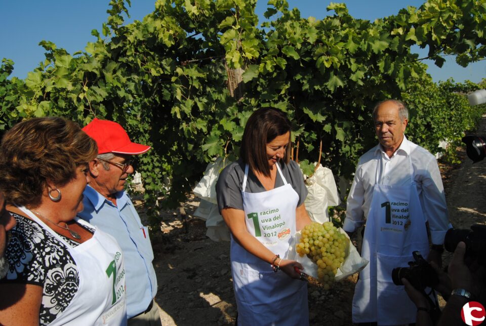 Comienza la campaña de la uva con el corte en Novelda del primer racimo a cargo de la consellera de Agricultura