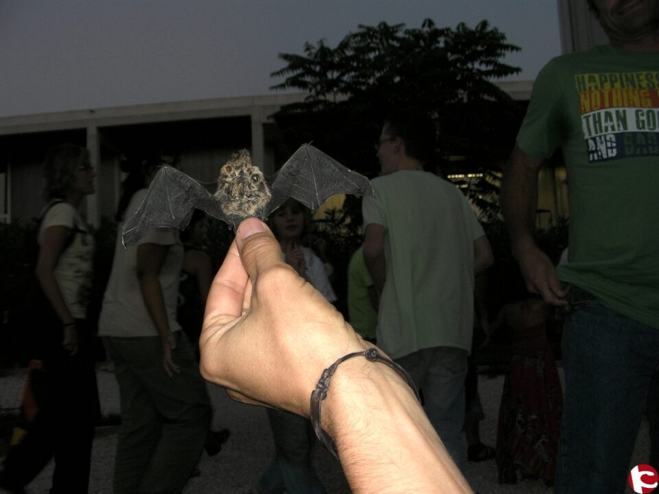 Voluntarios de Pinoso participan en La nit de les rates penades