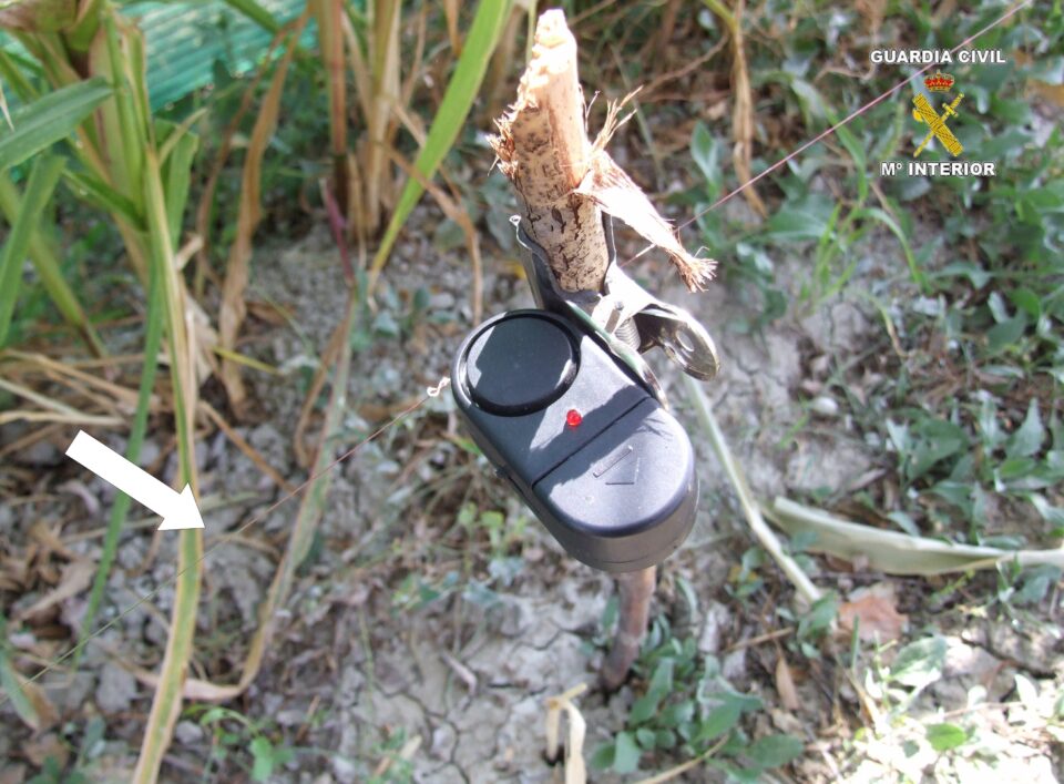 La Guardia Civil descubre una nueva plantación de marihuana en un campo de Villena y detiene a dos personas