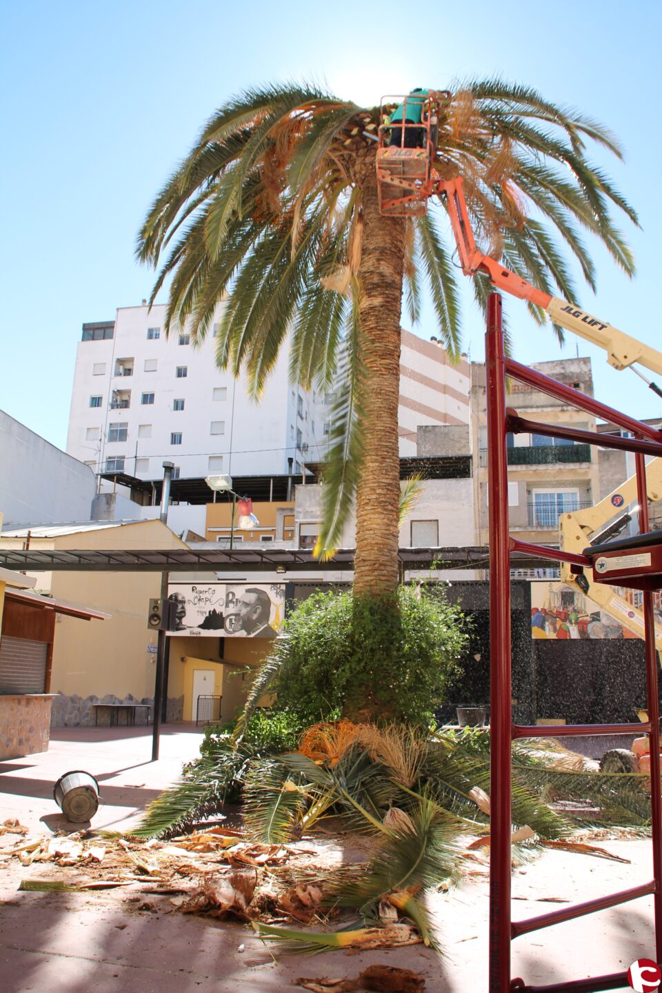 El picudo rojo se hace con la "singular" palmenra del patio del festero