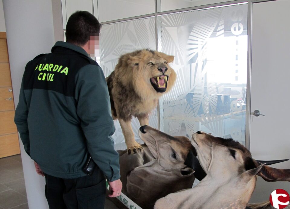 La Guardia Civil aprehende un león y otros especímenes africanos naturalizados protegidos por un convenio internacional