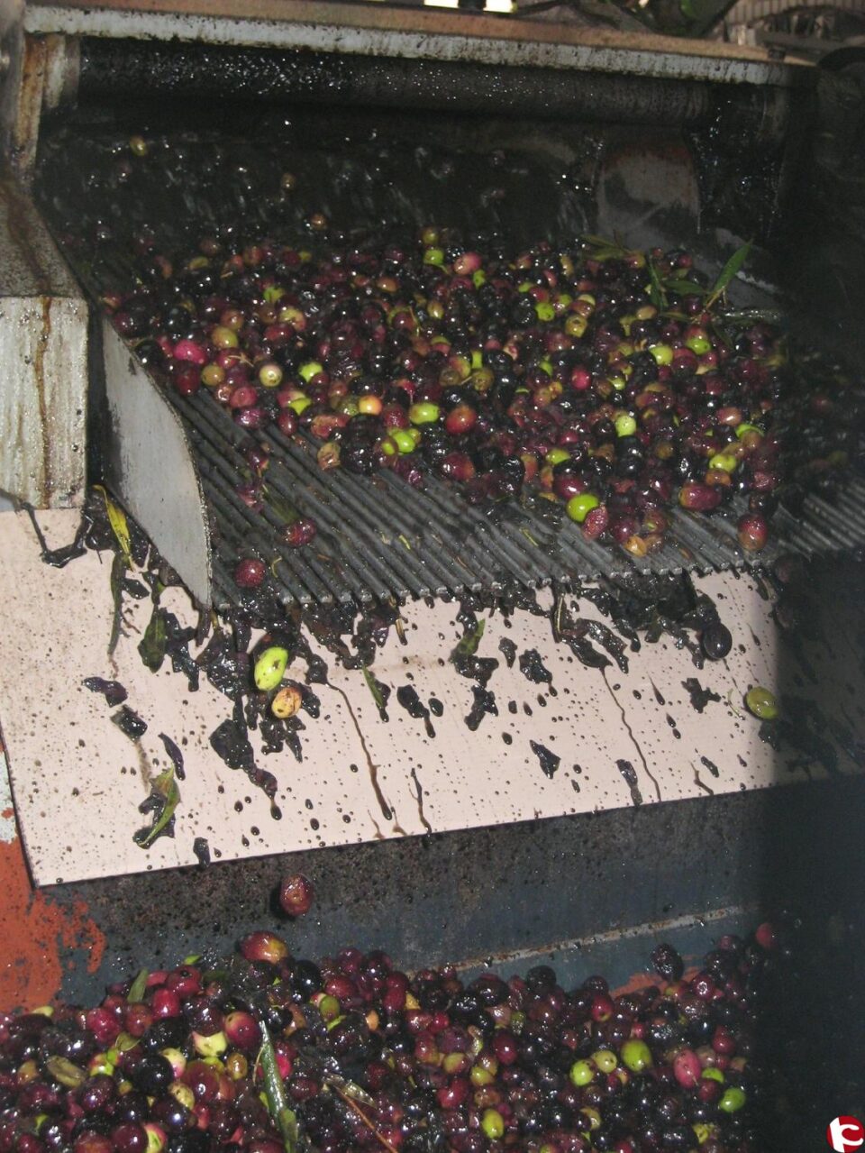 La cooperativa informa que la entrega de aceite finalizará en abril