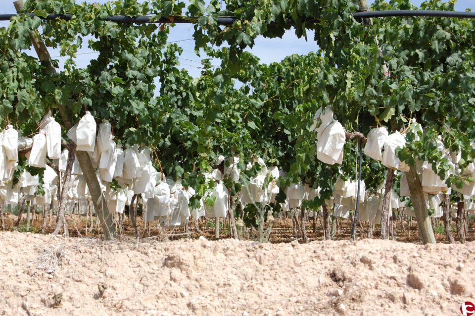 El Ayuntamiento de Monforte y Cajamar organizan una jornada sobre el cultivo de la uva apirena