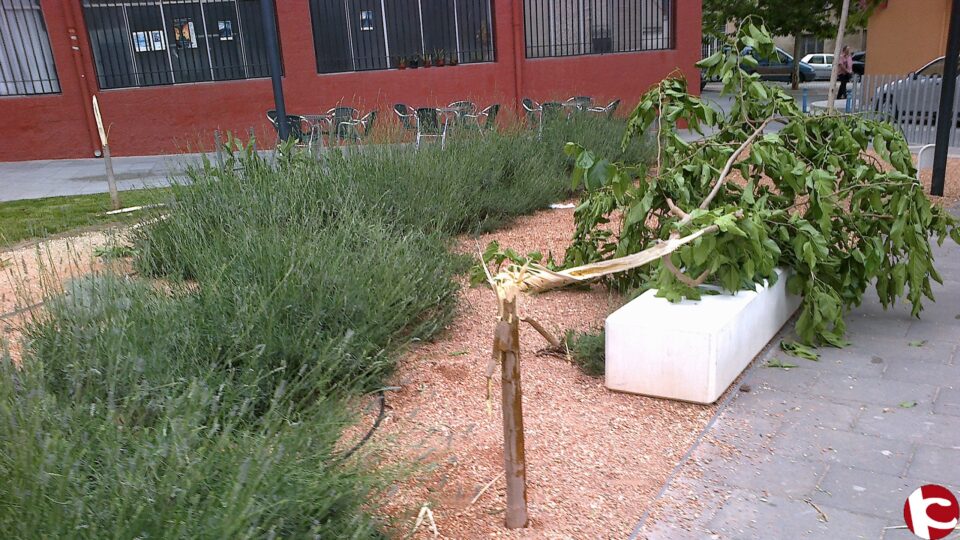 3 árboles de la plaza País Valenciano sufren un acto vandálico
