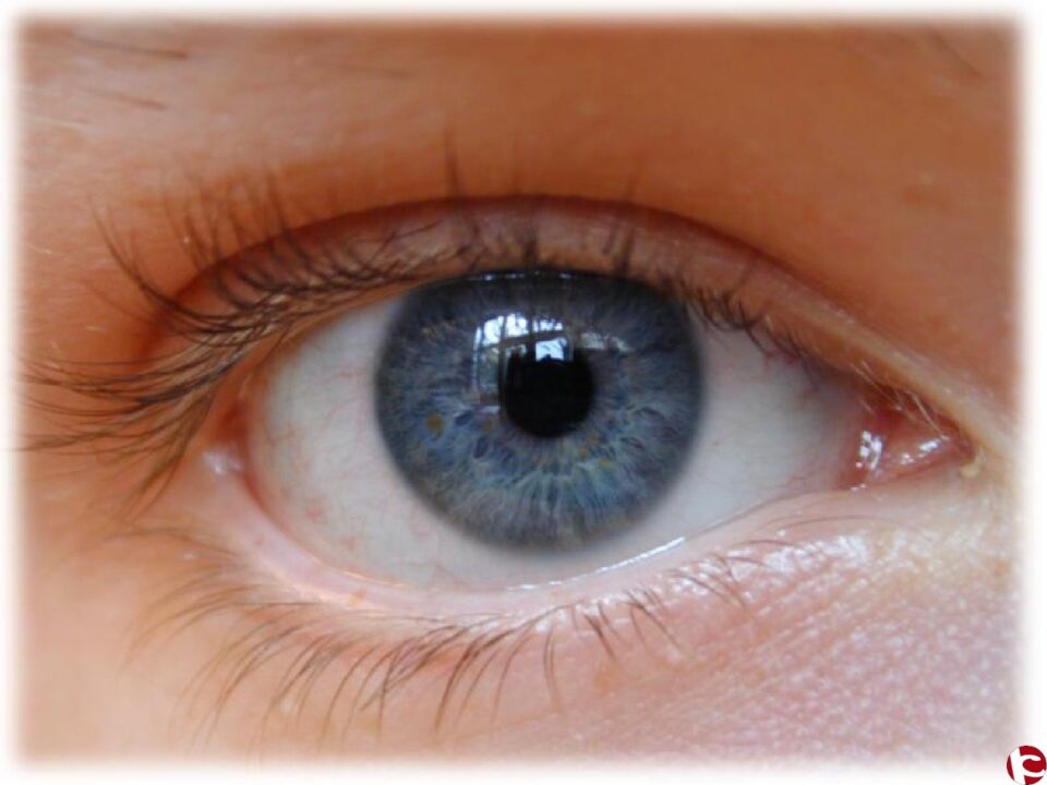 Investigadores de la UMH colaboran en el desarrollo de una nueva técnica para regenerar las células dañadas de la retina