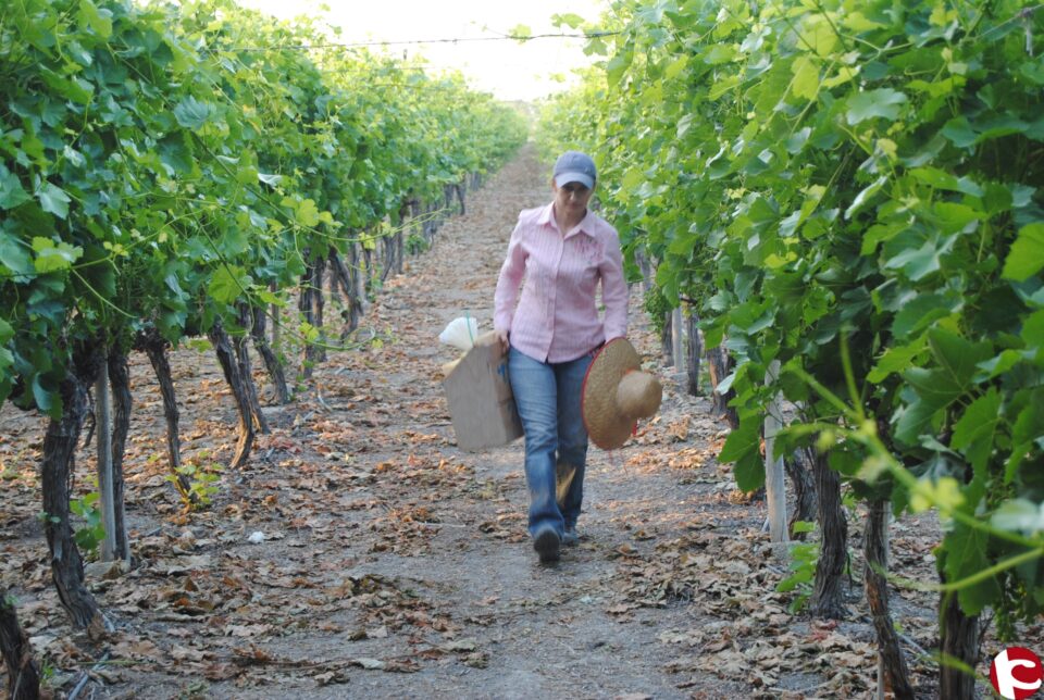 Veinte agricultores de la comarca se preparan para el II Concurso de Embolsado de Uva del próximo domingo