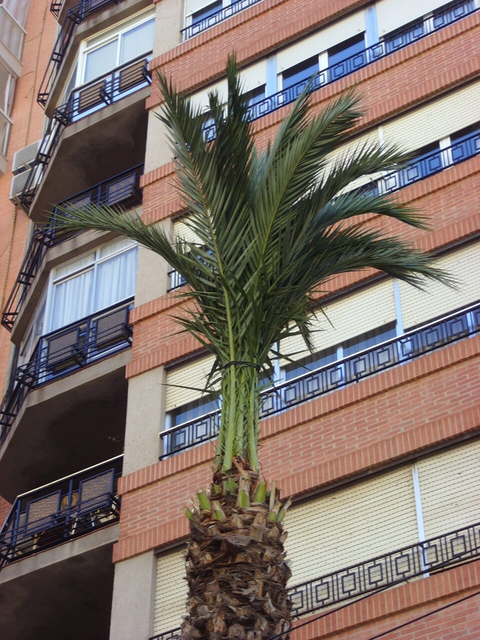 Palmereros califican de "Lamentable y abandono el estado de las palmeras en la ciudad. Es una lástima que en los últimos cuatro años no se protegieran"