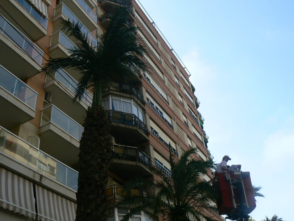 Calidad Ambiental adecúa el arbolado de Villena de cara al invierno