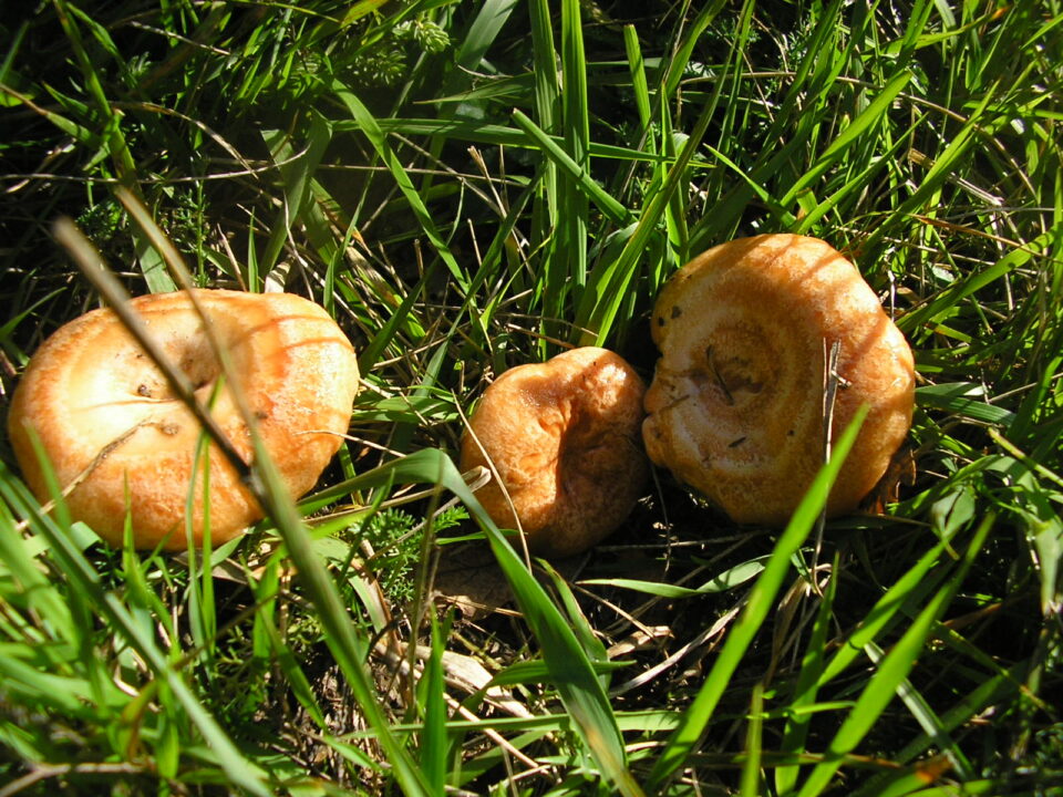 Se inaugura una exposición de especies autóctonas