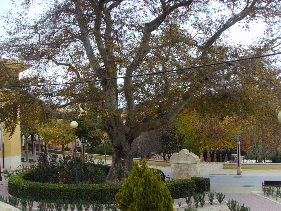 Un informe revela de la gravedad del árbol del plátano