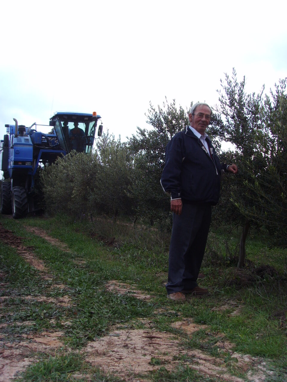 Agricultores apuestan por el avance en la recolección de aceituna