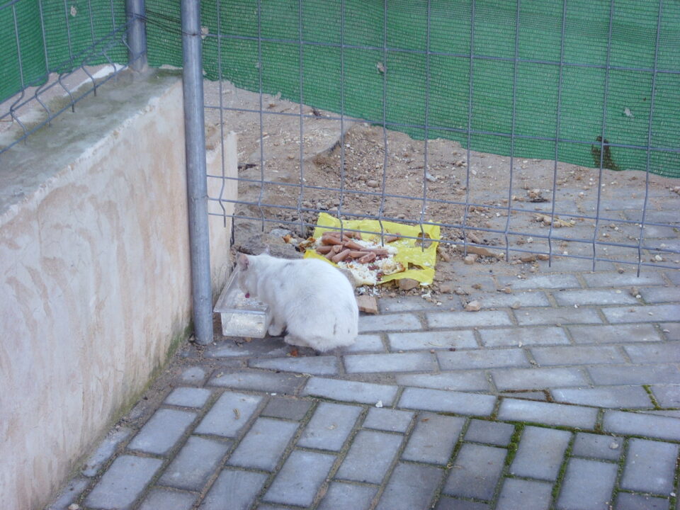 El grupo Verde pide información sobre la colonia de gatos en la Plaza de Toros. Actualmente los animales siguen comiendo y transitando en los corrales