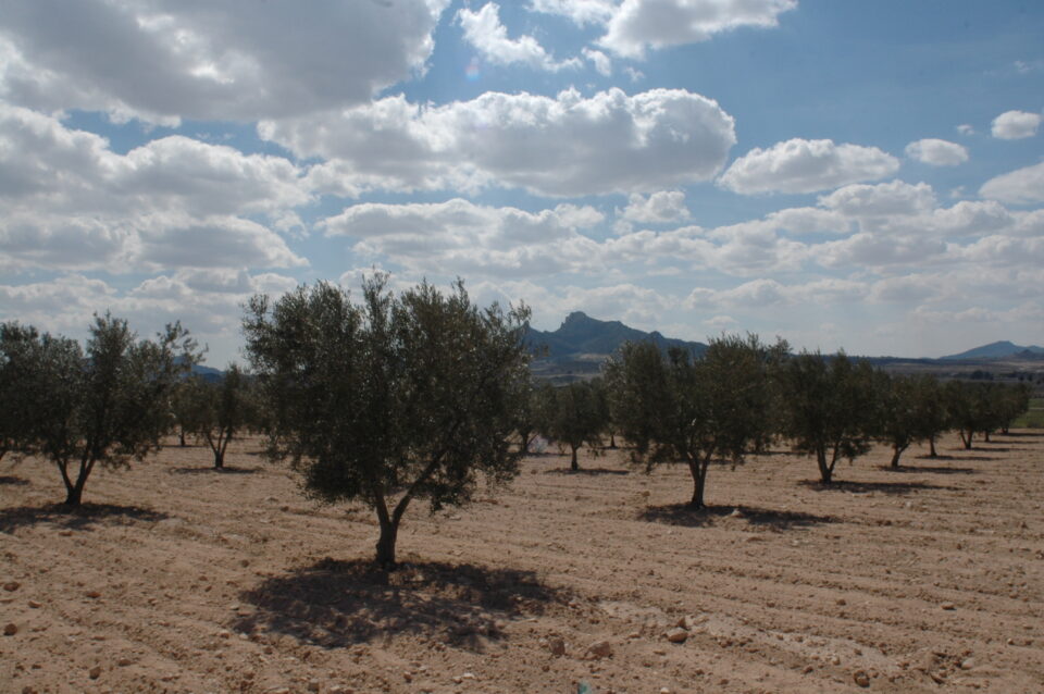 Jóvenes Agricultores explica que la producción de aceituna para almazara ha alcanzado casi las 8.000 toneladas