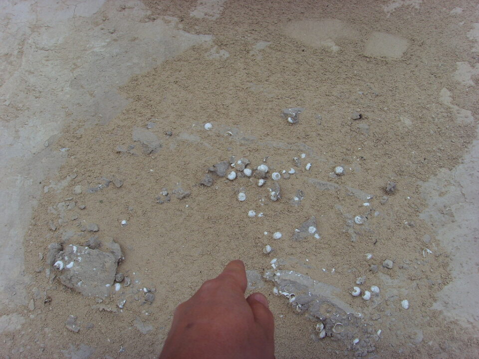 El departamento de Arqueología conocía desde 2006 el asentamiento en la zona del AVE. El Ayuntamiento actuará para recuperar el patrimonio histórico. Ofrecemos reportaje del hallazgo