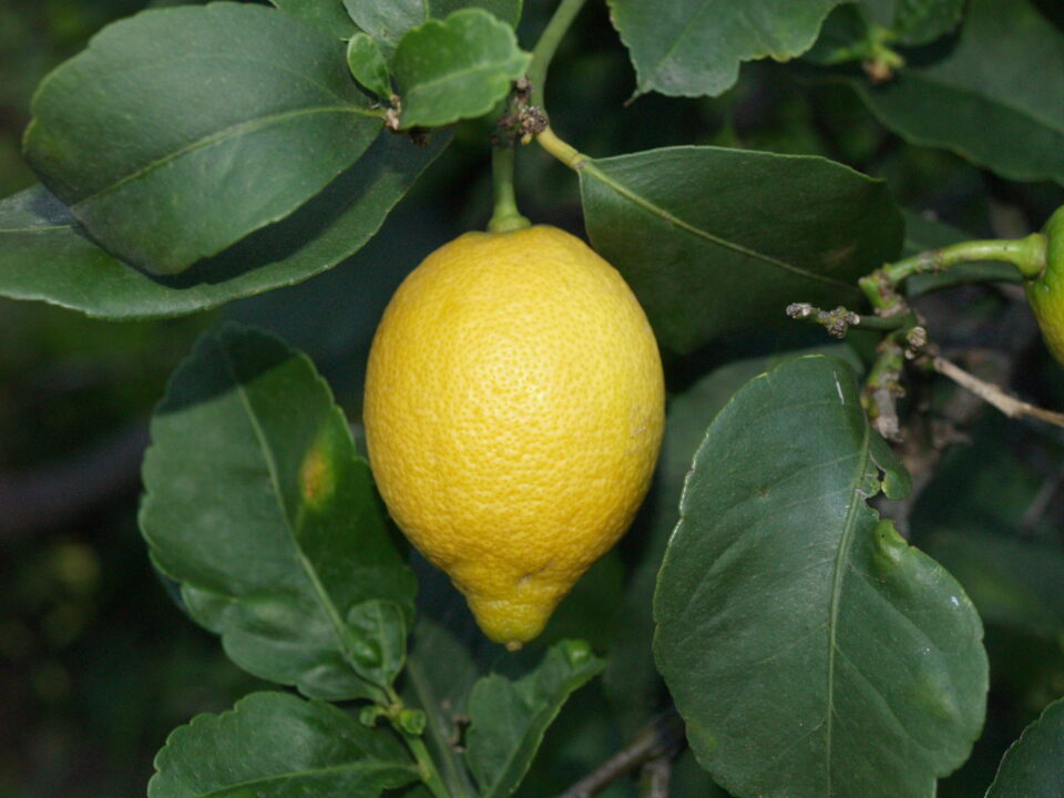 Asaja Alciante califica como regular la campaña de cítricos 2007/2008