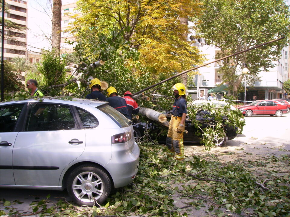 Aplastados dos vehículos por la caída de un árbol de 20 metros